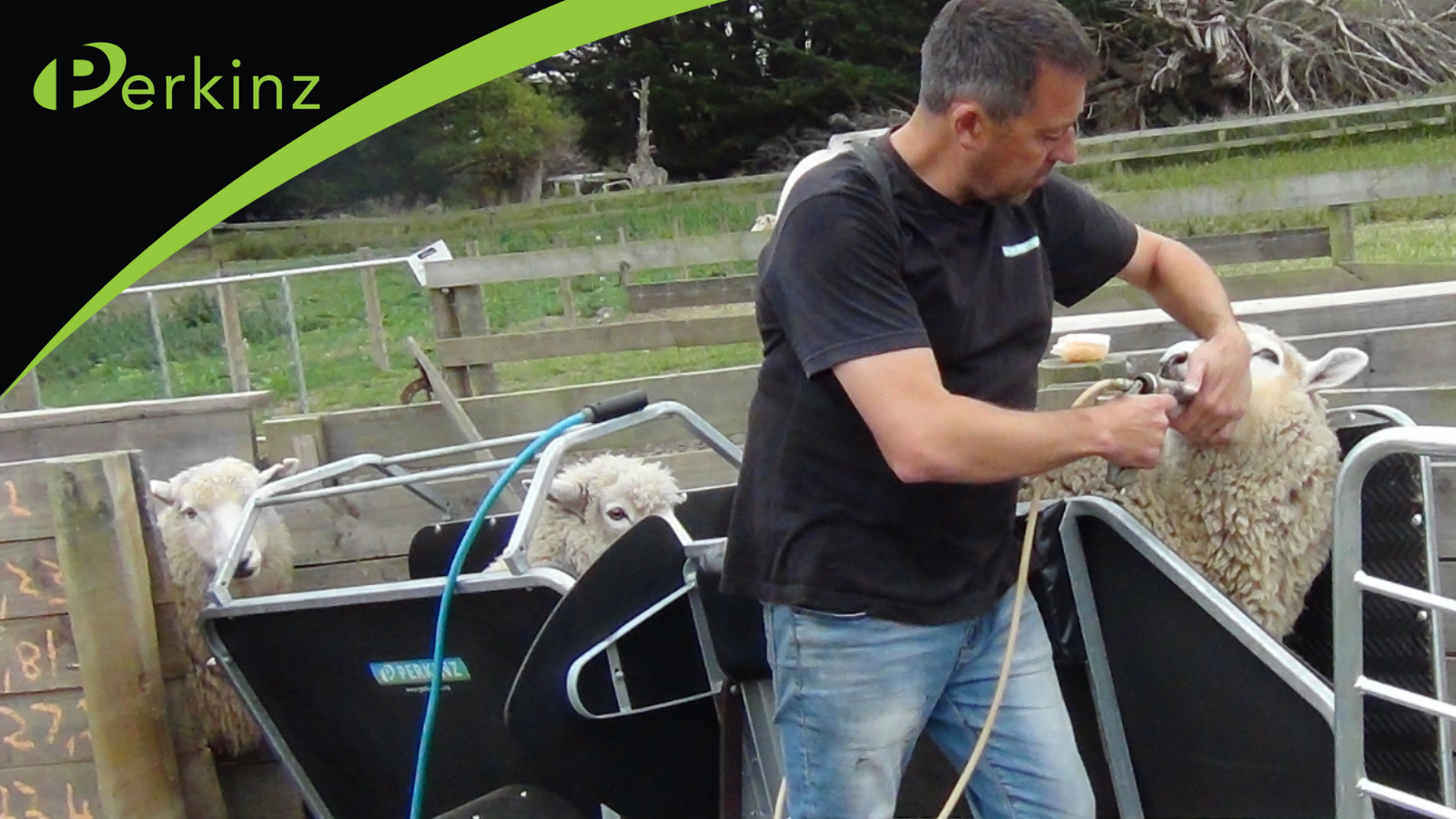 Sheep Handler – Perkinz New Zealand - EB Engineering